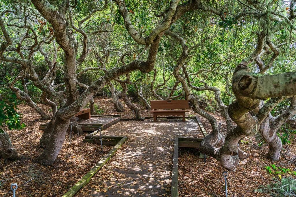 A wooden path winds through a grove of twisted, leaf-covered trees. Benches are placed along the path, and the ground is covered with dry leaves. The dense canopy forms a shaded, serene environment.