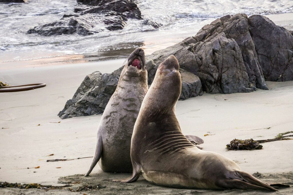 Northern elephant seals fighting during mating season on a beach near San Simeon, California