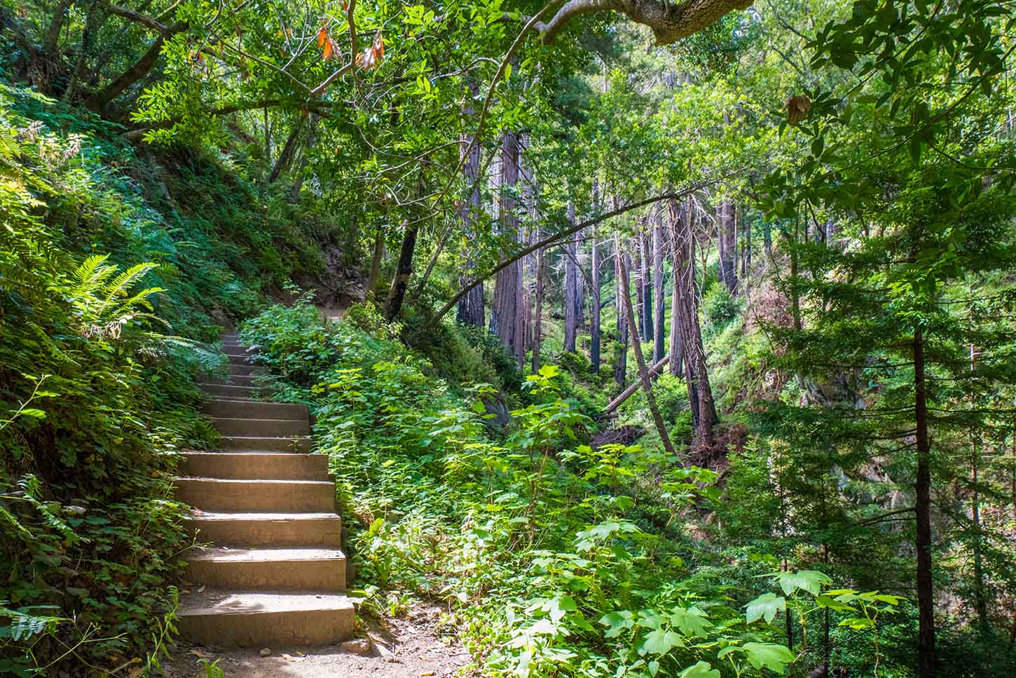 A narrow dirt path with a set of stone steps winds its way through a lush, green forest. Dense foliage surrounds the trail, with sunlight filtering through the overhead canopy of tall trees. The scene is serene and inviting for hikers and nature enthusiasts.