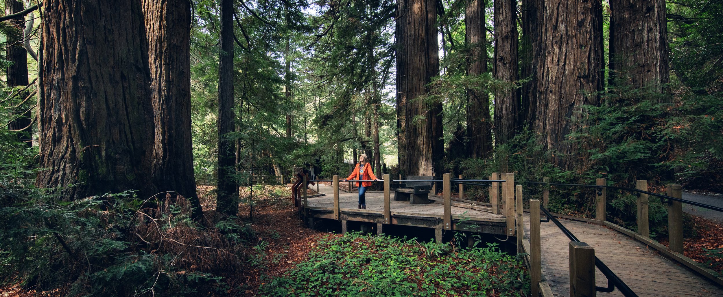 A serene forest scene featuring towering redwood trees with a raised wooden walkway. A person in an orange jacket stands on the path, gazing up at the trees. The area is lush with greenery and ferns, and sunlight filters through the dense canopy.